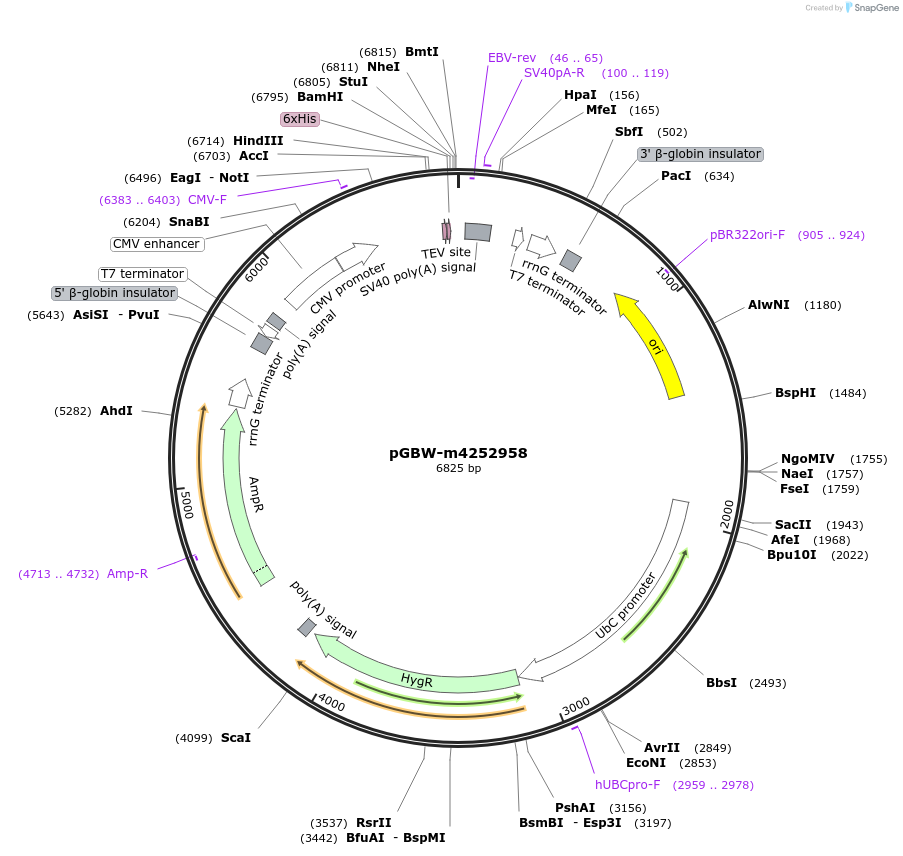 153665-plasmid-map-sequence-id-300634
