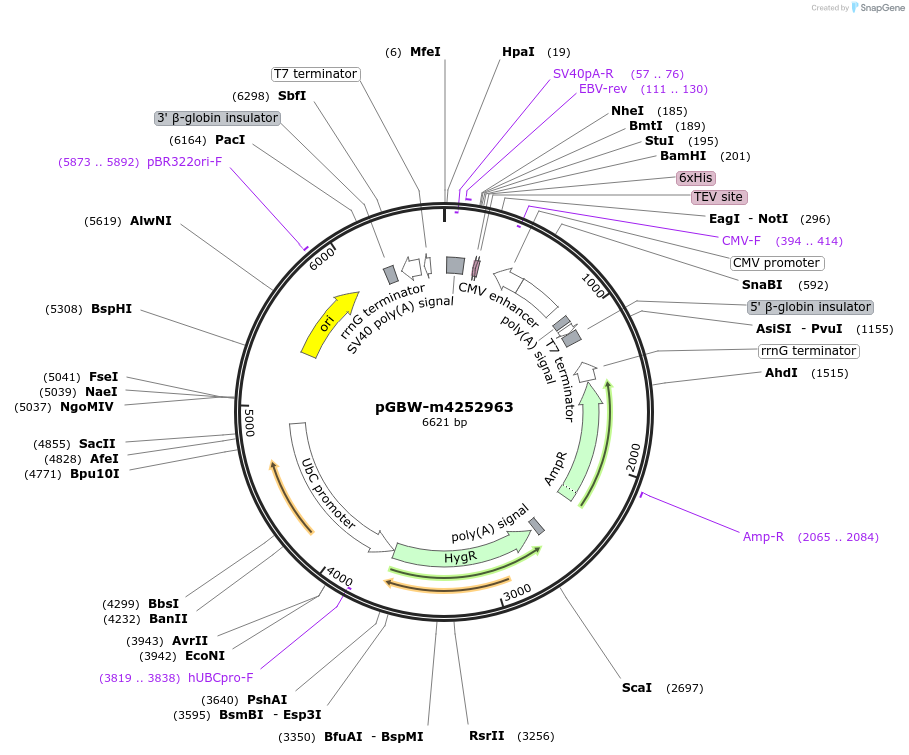 153672-plasmid-map-sequence-id-300643