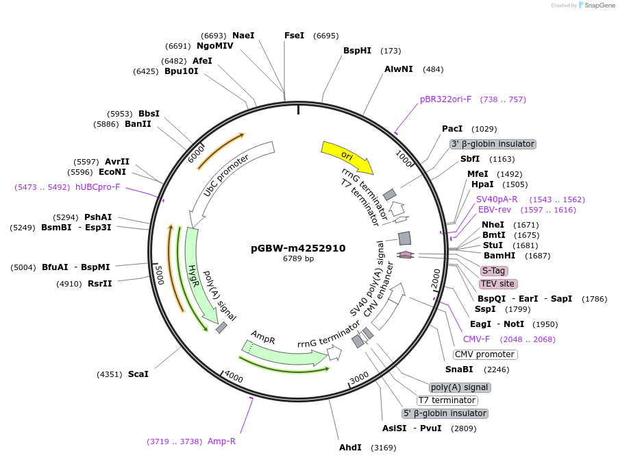 153675-plasmid-map-sequence-id-300644