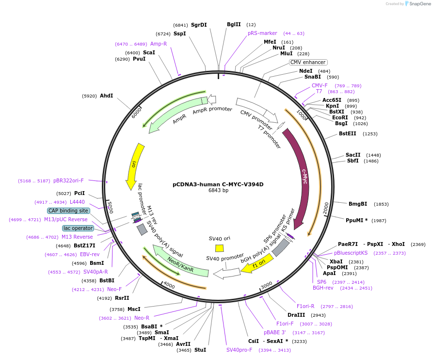 74162-plasmid-map-sequence-id-300647