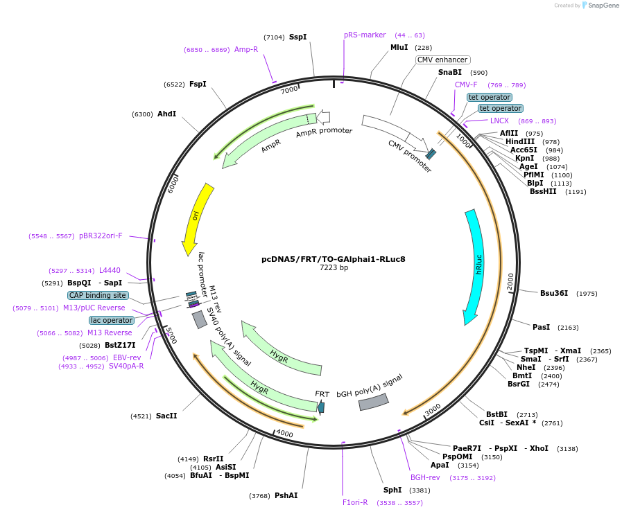 140973-plasmid-map-sequence-id-300655
