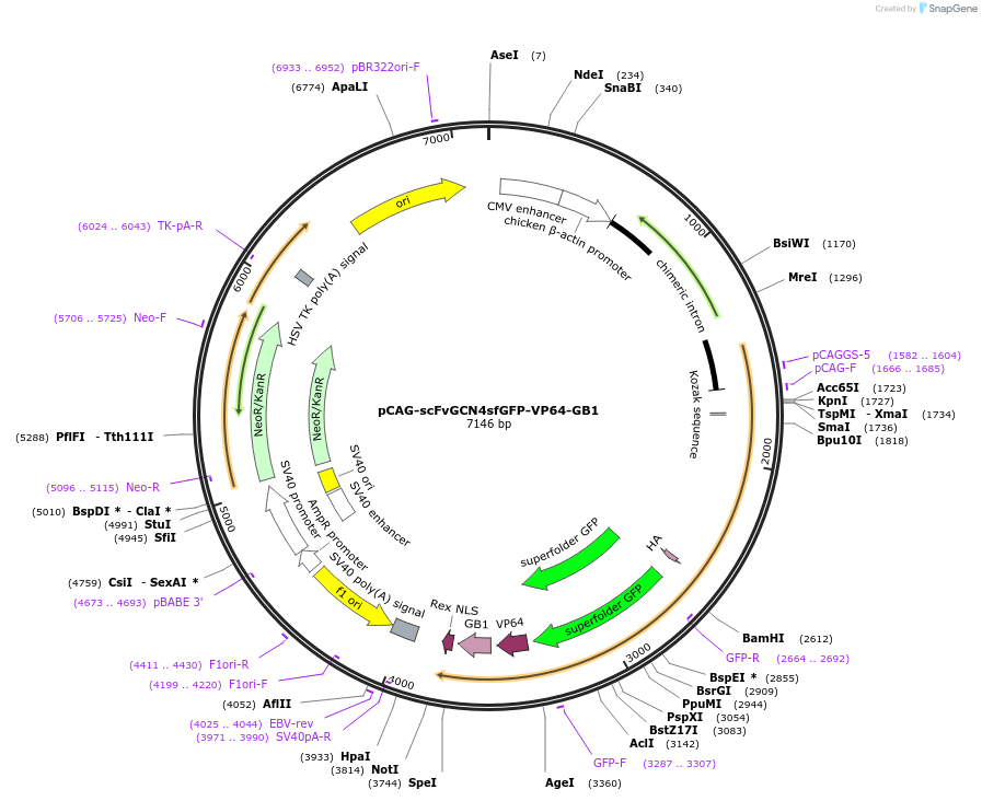 141417-plasmid-map-sequence-id-300656
