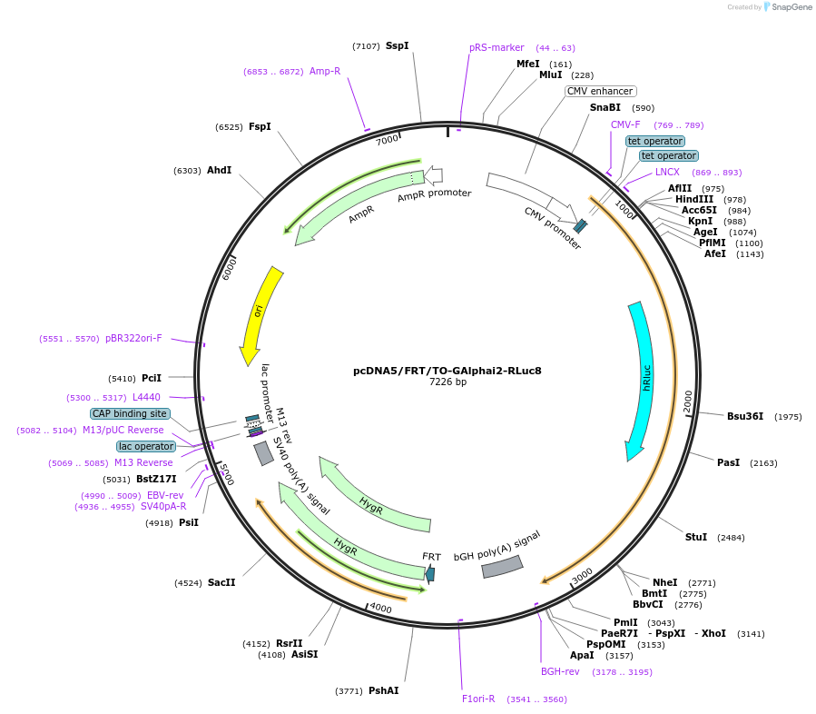 140974-plasmid-map-sequence-id-300657