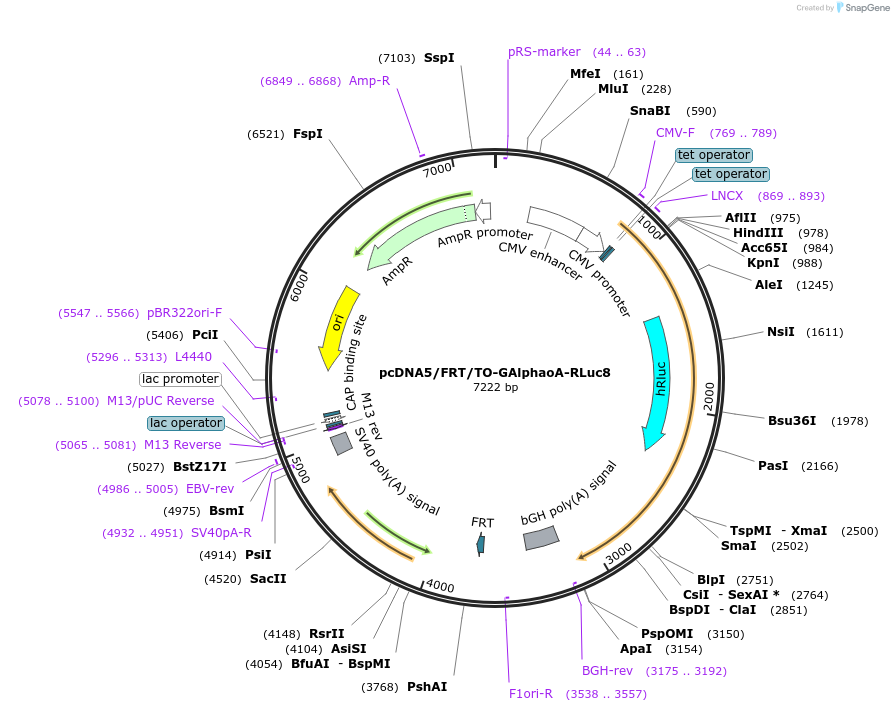 140976-plasmid-map-sequence-id-300659