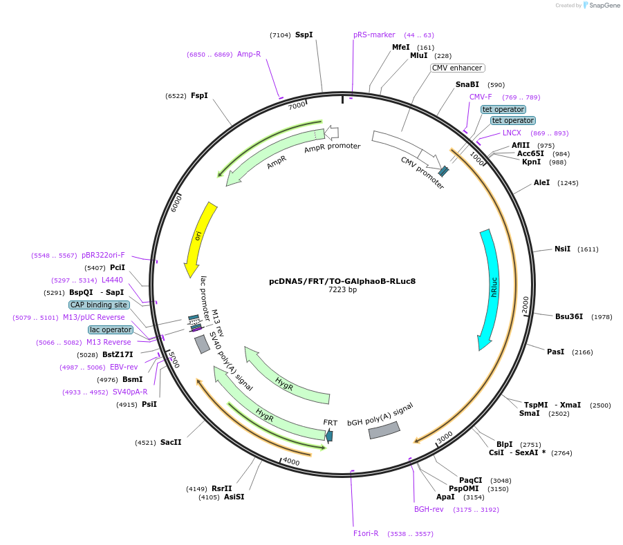 140977-plasmid-map-sequence-id-300660