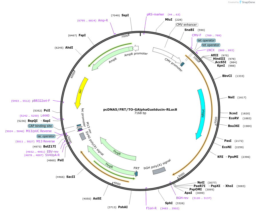 140979-plasmid-map-sequence-id-300662
