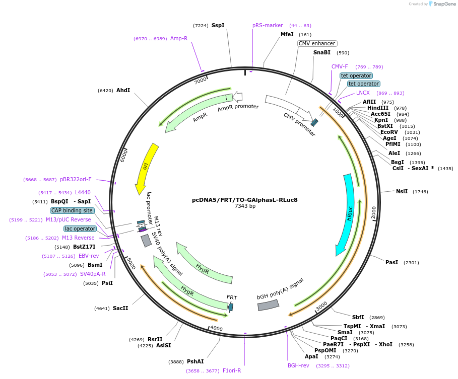 140981-plasmid-map-sequence-id-300681