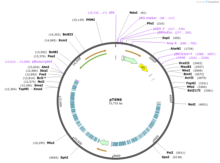 131318-plasmid-map-sequence-id-300682