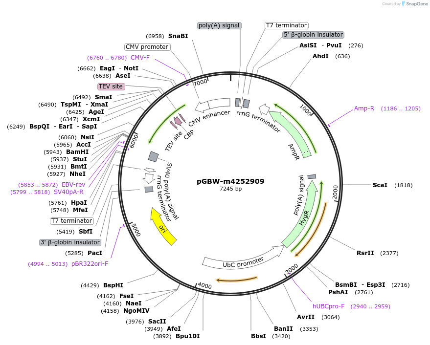 153680-plasmid-map-sequence-id-300688