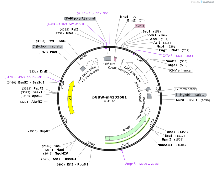 153682-plasmid-map-sequence-id-300690