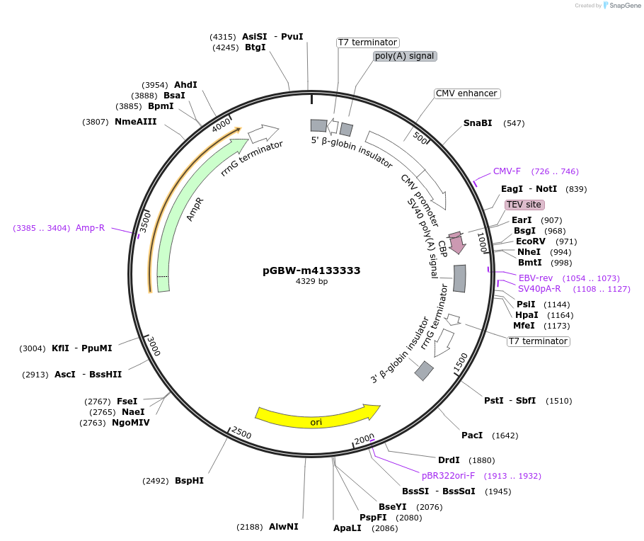 153690-plasmid-map-sequence-id-300695