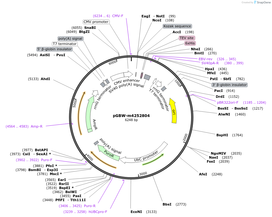 153691-plasmid-map-sequence-id-300696