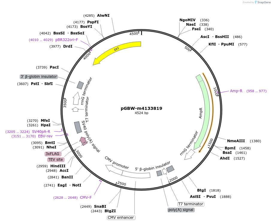 153694-plasmid-map-sequence-id-300699