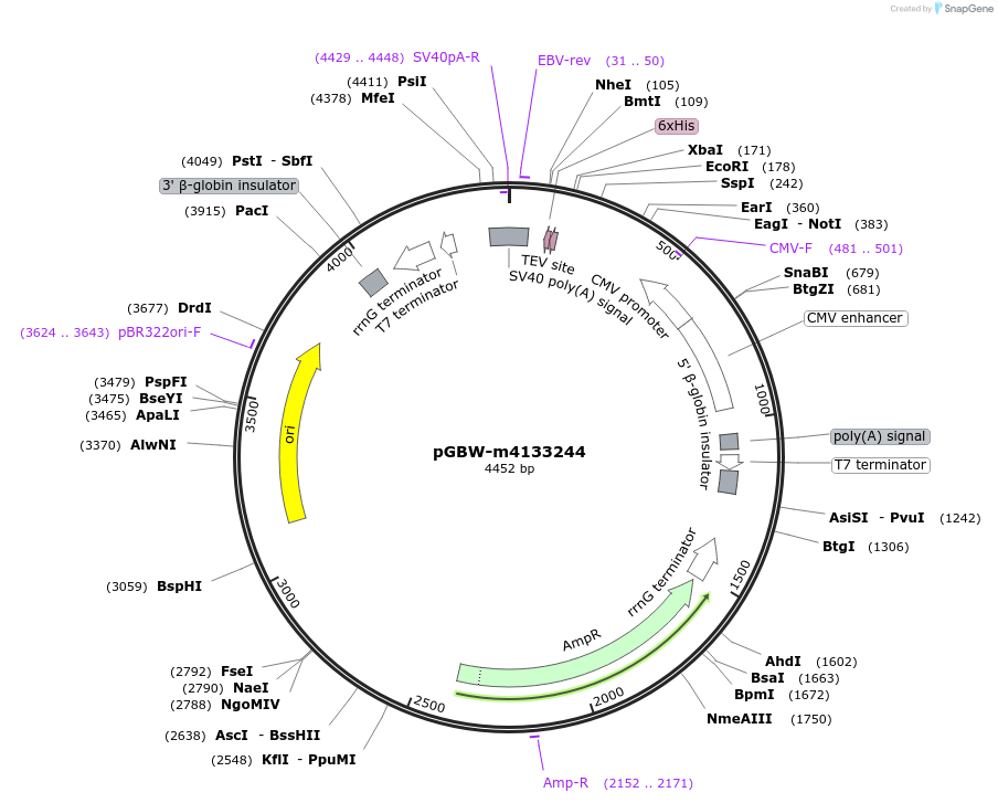153695-plasmid-map-sequence-id-300700