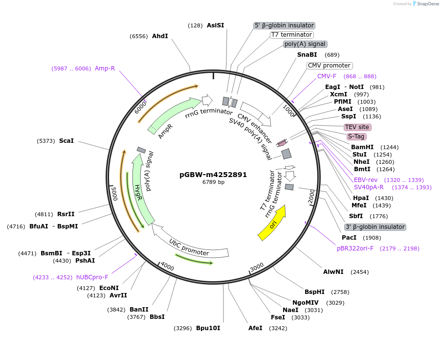 153698-plasmid-map-sequence-id-300703