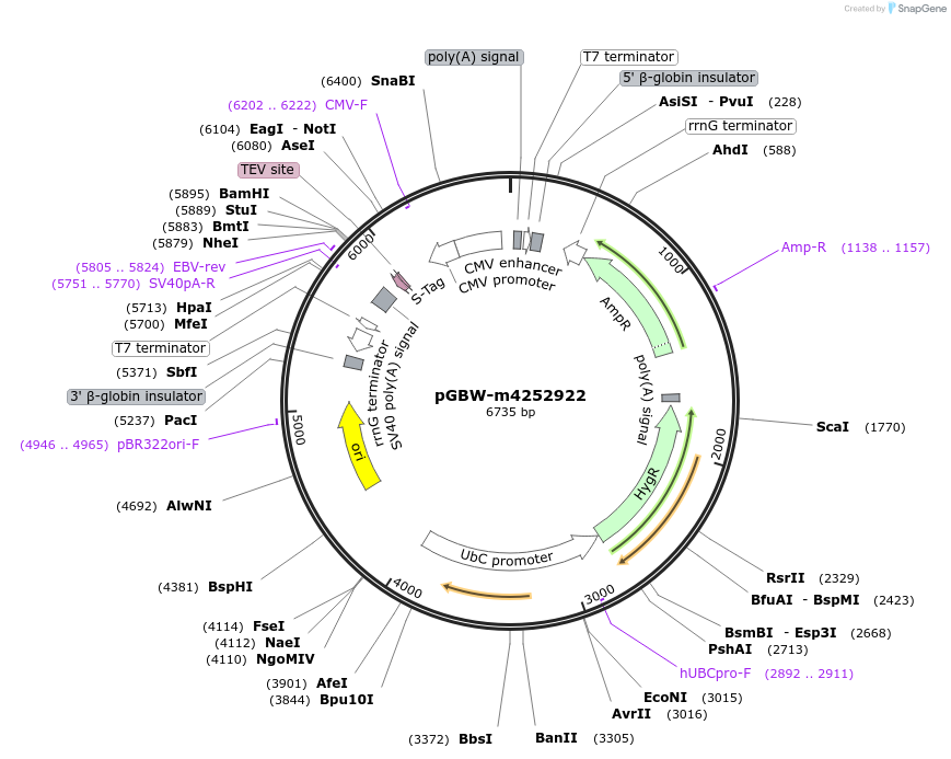 153699-plasmid-map-sequence-id-300704