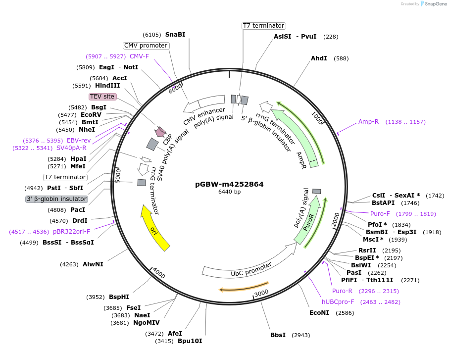 153701-plasmid-map-sequence-id-300706