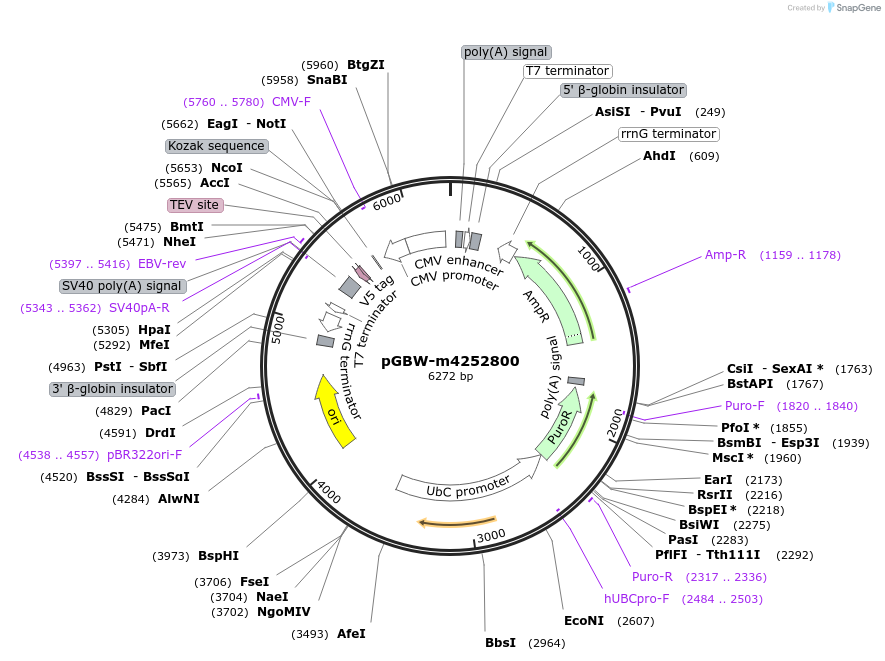 153702-plasmid-map-sequence-id-300707