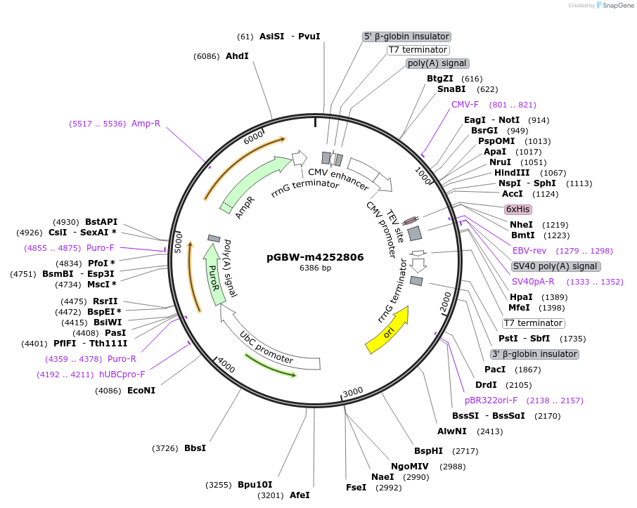 153703-plasmid-map-sequence-id-300708