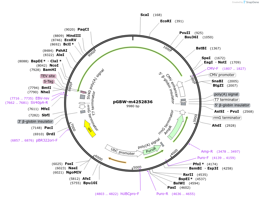 153706-plasmid-map-sequence-id-300710