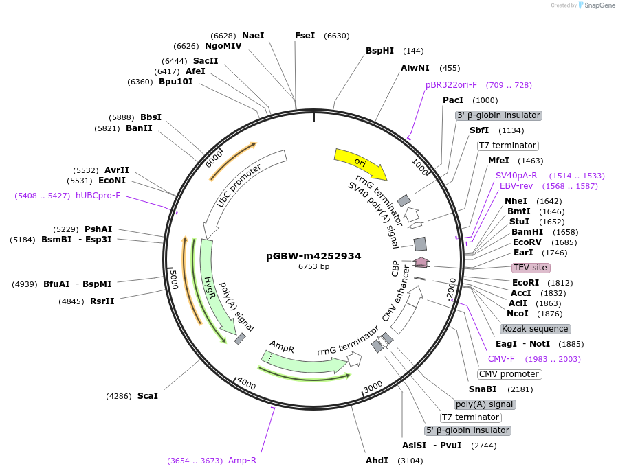 153707-plasmid-map-sequence-id-300711