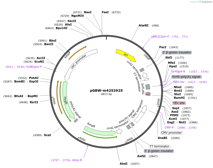 153714-plasmid-map-sequence-id-300717