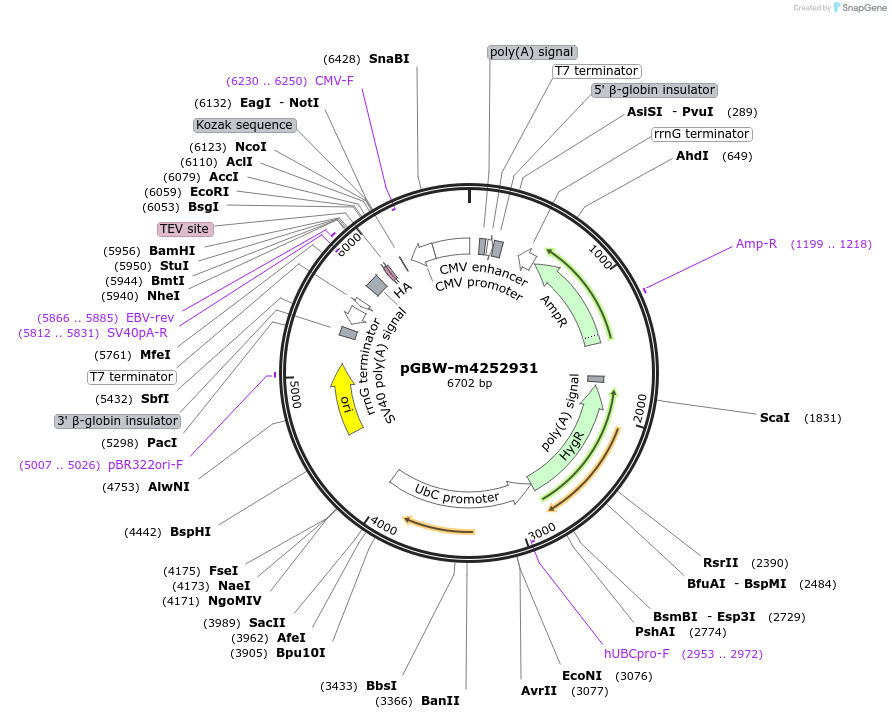 153718-plasmid-map-sequence-id-300720