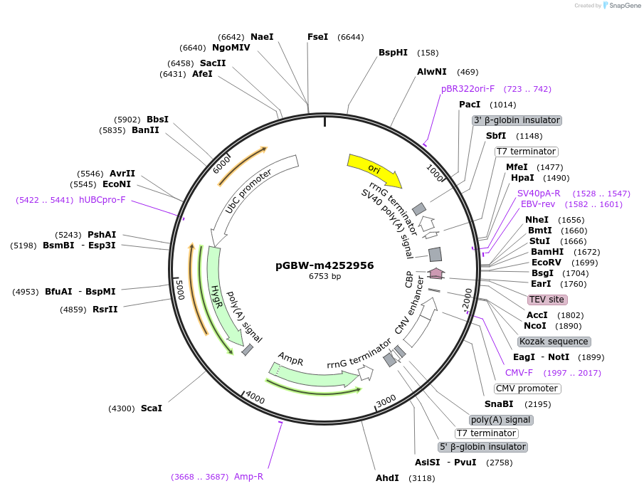 153719-plasmid-map-sequence-id-300721