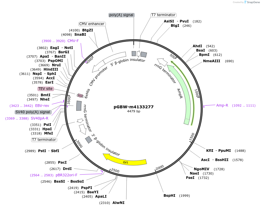 153724-plasmid-map-sequence-id-300724