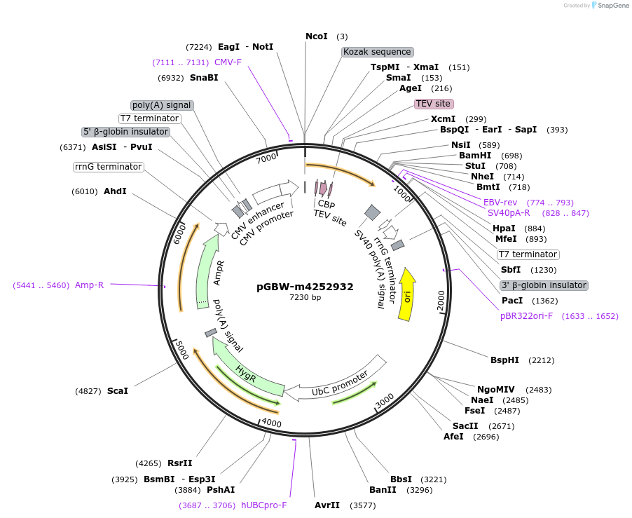 153712-plasmid-map-sequence-id-300725