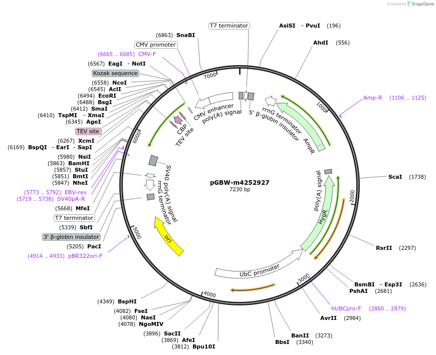 153729-plasmid-map-sequence-id-300729