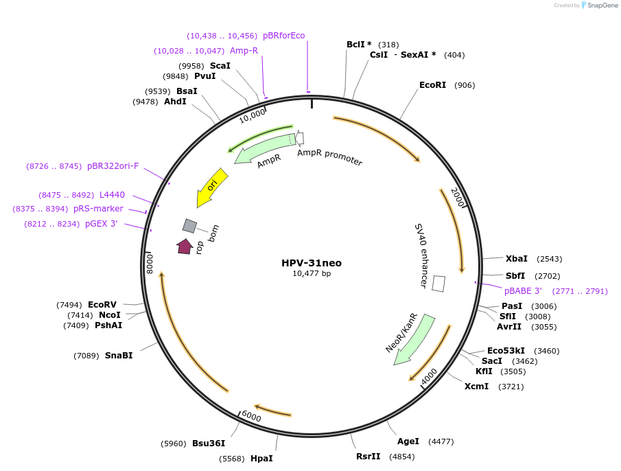 153283-plasmid-map-sequence-id-300730
