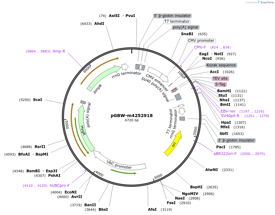 153735-plasmid-map-sequence-id-300736