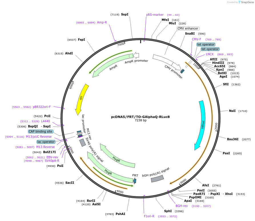 140982-plasmid-map-sequence-id-300744