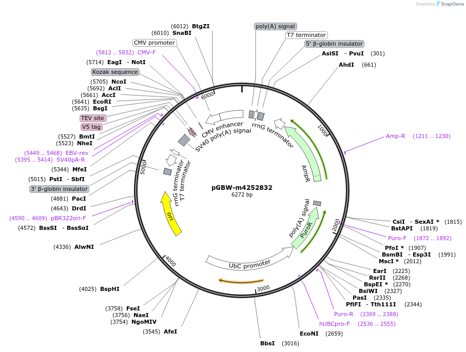 153741-plasmid-map-sequence-id-300751