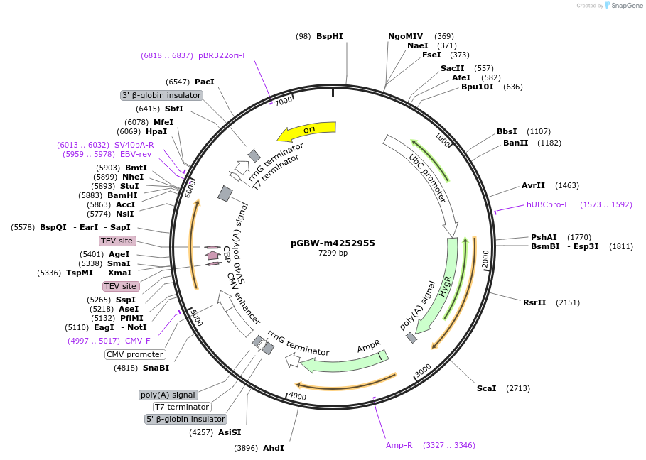 153748-plasmid-map-sequence-id-300762