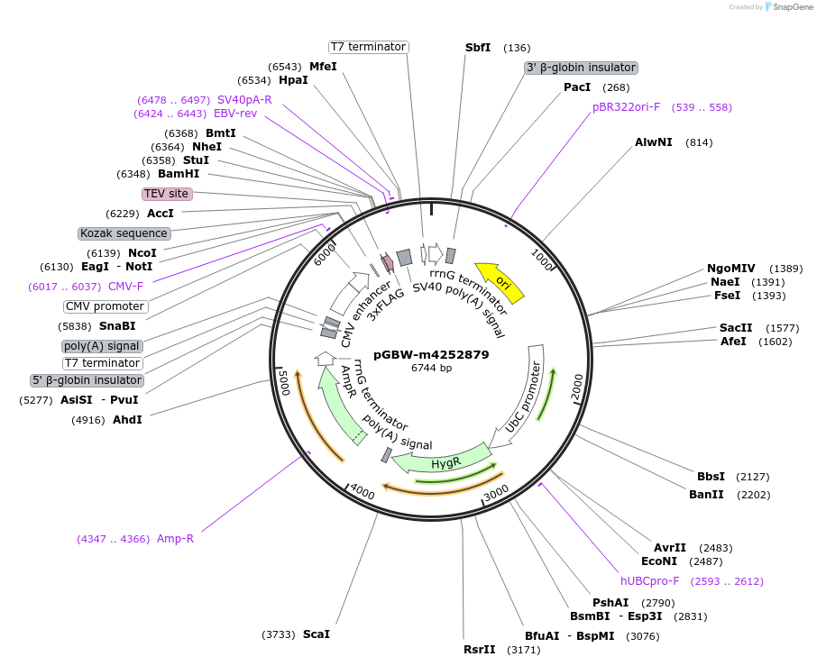 153749-plasmid-map-sequence-id-300763