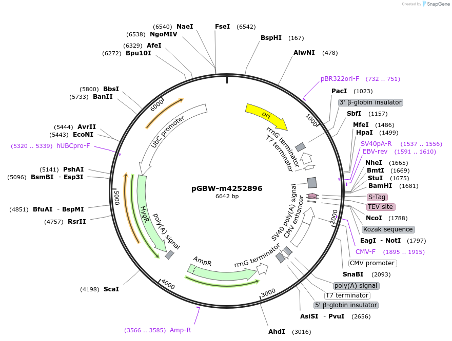 153754-plasmid-map-sequence-id-300766