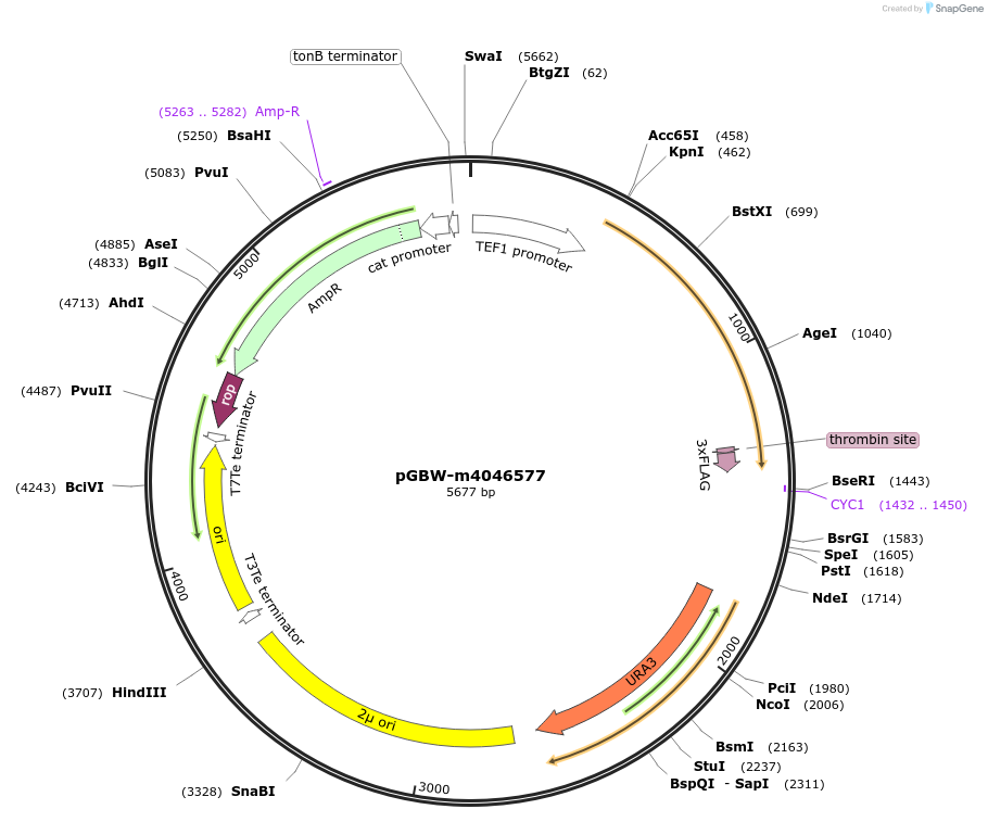 145395-plasmid-map-sequence-id-300768