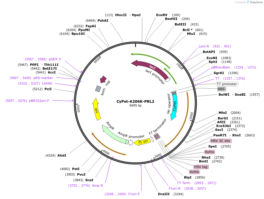 149685-plasmid-map-sequence-id-300770