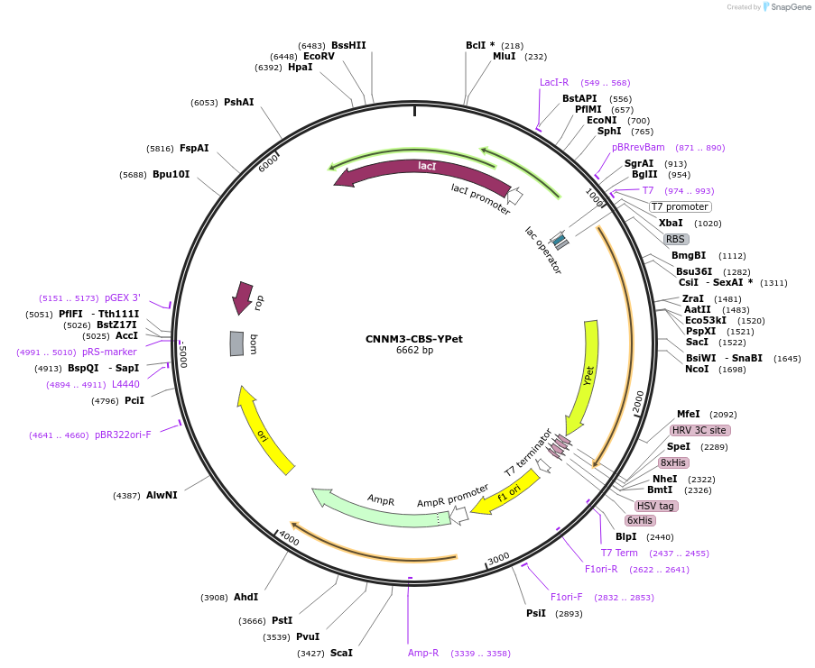 149686-plasmid-map-sequence-id-300774