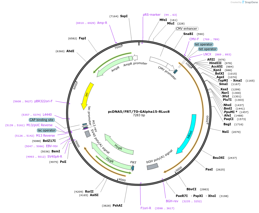 140984-plasmid-map-sequence-id-300775