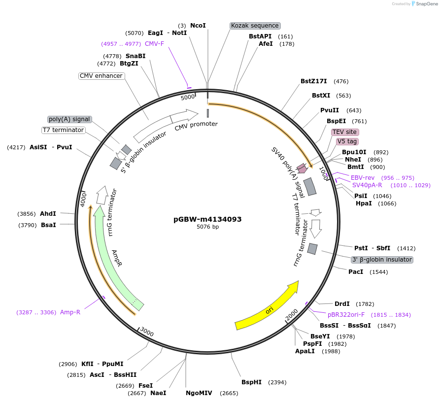 152116-plasmid-map-sequence-id-300776