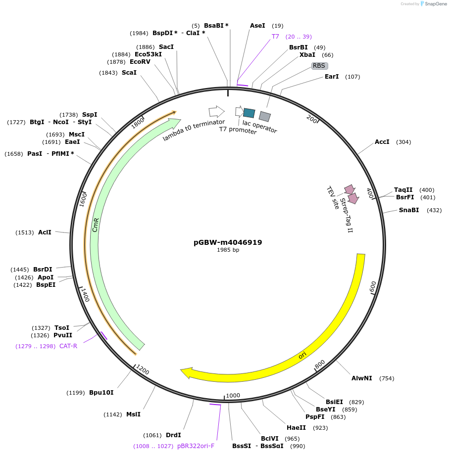 145615-plasmid-map-sequence-id-300779