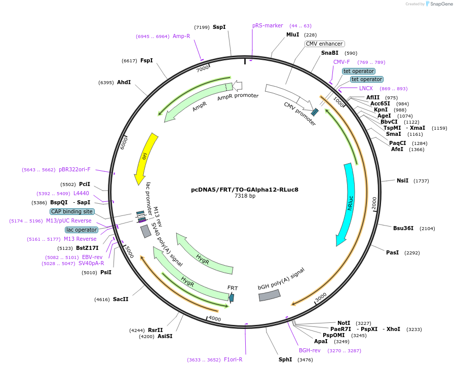 140985-plasmid-map-sequence-id-300781