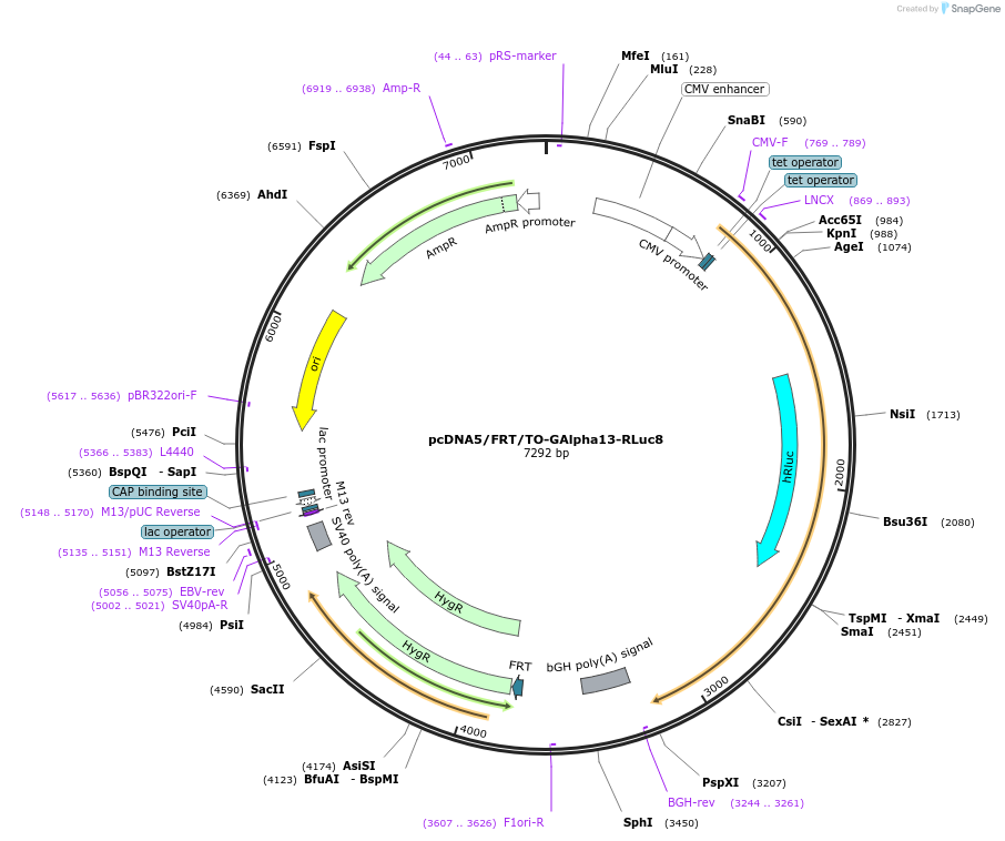 140986-plasmid-map-sequence-id-301587