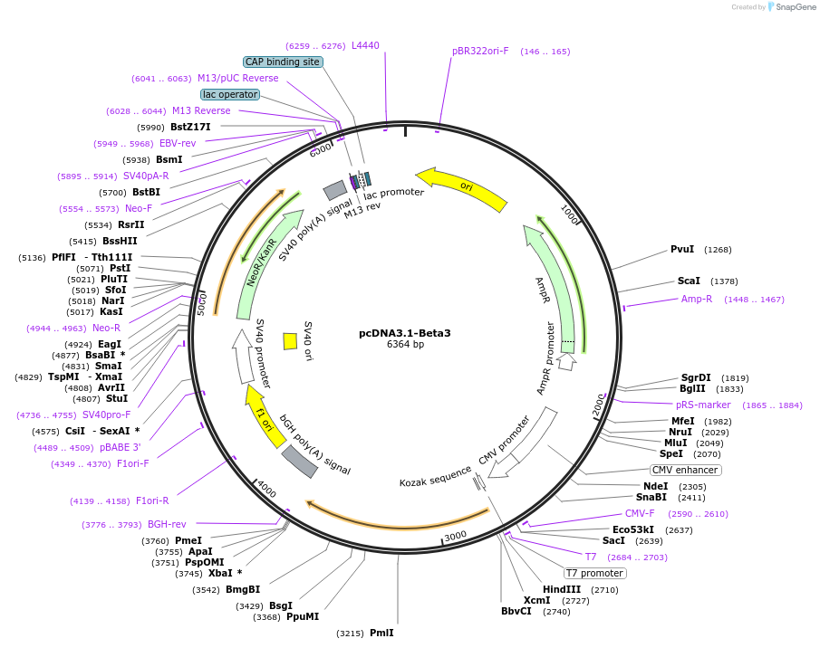 140988-plasmid-map-sequence-id-301591