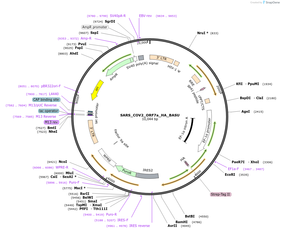 153983-plasmid-map-sequence-id-301608