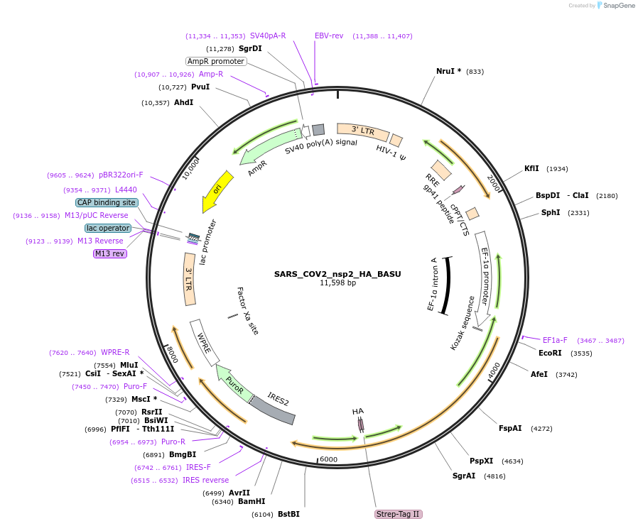 153988-plasmid-map-sequence-id-301626