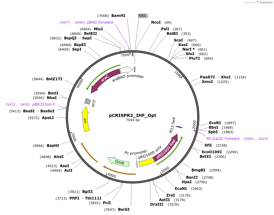 149395-plasmid-map-sequence-id-301640